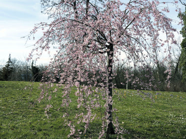 10 WEEPING HIGAN CHERRY Tree Japanese Prunus Subhirtella Pendula Pink Flower Seeds